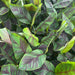 Green Boutiq - Musa 'Ever Red' - Winterharde Bananenboom - Exotische Rood - Groene Bladeren - 90 cm - Bivakshop