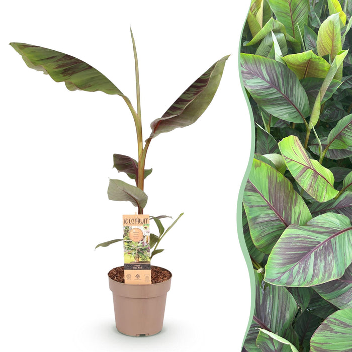 Green Boutiq - Musa 'Ever Red' - Winterharde Bananenboom - Exotische Rood - Groene Bladeren - 90 cm - Bivakshop