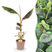 Green Boutiq - Musa 'Ever Red' - Winterharde Bananenboom - Exotische Rood - Groene Bladeren - 90 cm - Bivakshop