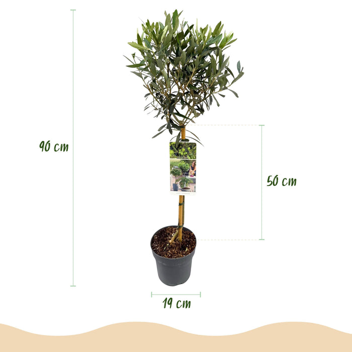 Green Boutiq - Olea Europaea - Winterharde Olijfboom op Stam - Bladhoudend - 90 cm - Bivakshop