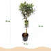 Green Boutiq - Olea Europaea - Winterharde Olijfboom op Stam - Bladhoudend - 90 cm - Bivakshop