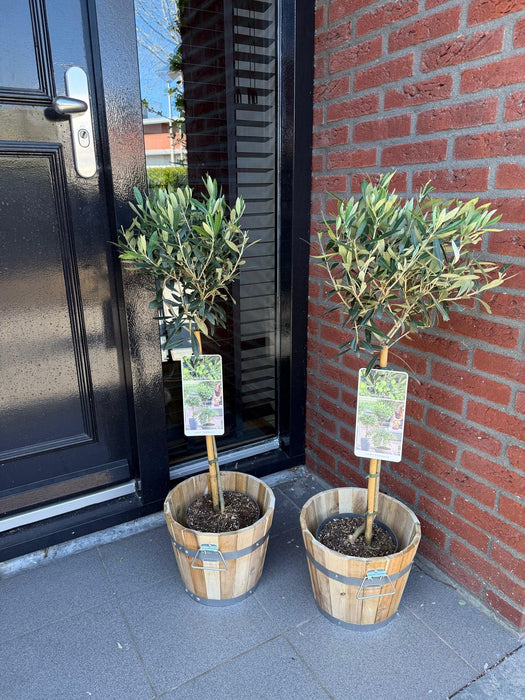 Green Boutiq - Olea Europaea - Winterharde Olijfboom op Stam - Bladhoudend - 90 cm - Bivakshop