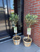 Green Boutiq - Olea Europaea - Winterharde Olijfboom op Stam - Bladhoudend - 90 cm - Bivakshop