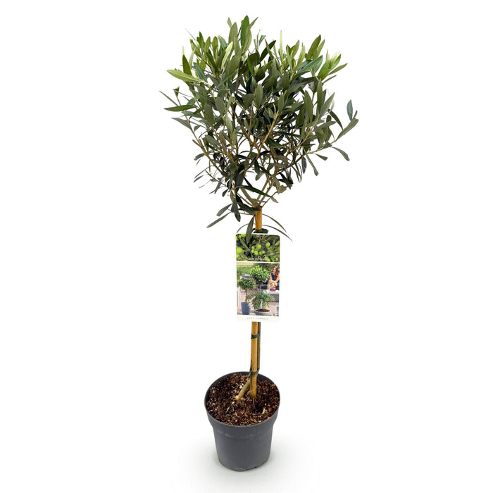 Green Boutiq - Olea Europaea - Winterharde Olijfboom op Stam - Bladhoudend - 90 cm - Bivakshop