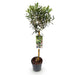 Green Boutiq - Olea Europaea - Winterharde Olijfboom op Stam - Bladhoudend - 90 cm - Bivakshop