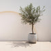 Green Boutiq - Olea Europaea - Winterharde Olijfboom op Stam - Bladhoudend - 90 cm - Bivakshop