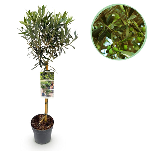 Green Boutiq - Olea Europaea - Winterharde Olijfboom op Stam - Bladhoudend - 90 cm - Bivakshop