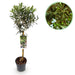 Green Boutiq - Olea Europaea - Winterharde Olijfboom op Stam - Bladhoudend - 90 cm - Bivakshop