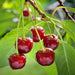 Green Boutiq - Prunus Avium 'Regina' - Winterharde Kersenboom - Zoete Donkerrode Kers - 90 cm - Bivakshop