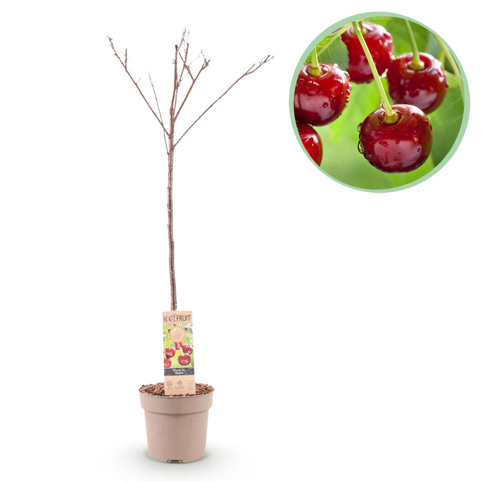 Green Boutiq - Prunus Avium 'Regina' - Winterharde Kersenboom - Zoete Donkerrode Kers - 90 cm - Bivakshop