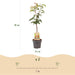 Green Boutiq - Prunus Avium 'Regina' - Winterharde Kersenboom - Zoete Donkerrode Kers - 90 cm - Bivakshop