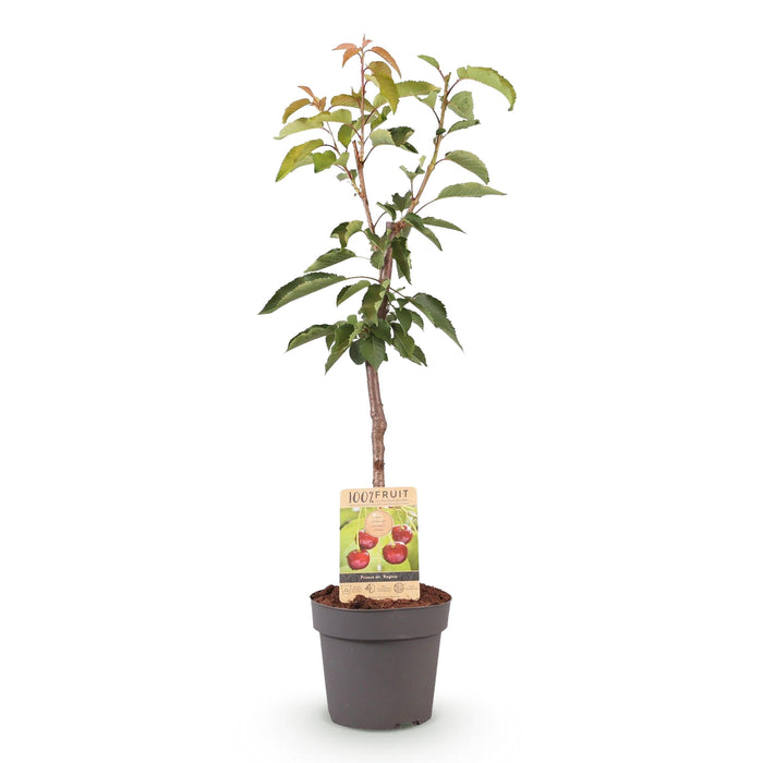Green Boutiq - Prunus Avium 'Regina' - Winterharde Kersenboom - Zoete Donkerrode Kers - 90 cm - Bivakshop