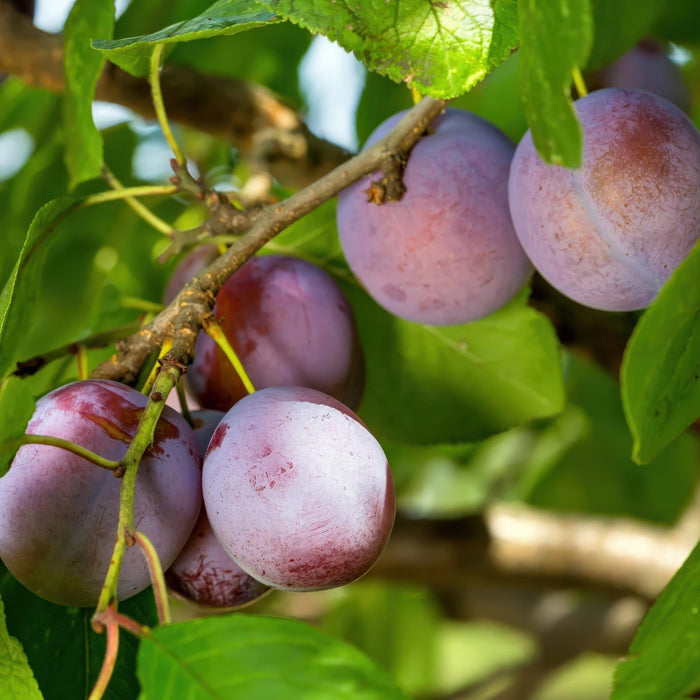 Green Boutiq - Prunus Domestica 'Opal' - Winterharde Pruimenboom met Zoete Paars - Rode Pruimen - 90 cm - Bivakshop