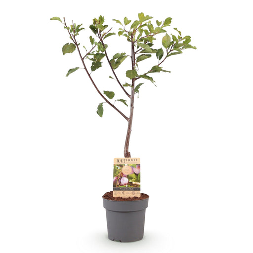 Green Boutiq - Prunus Domestica 'Opal' - Winterharde Pruimenboom met Zoete Paars - Rode Pruimen - 90 cm - Bivakshop