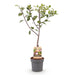 Green Boutiq - Prunus Domestica 'Opal' - Winterharde Pruimenboom met Zoete Paars - Rode Pruimen - 90 cm - Bivakshop