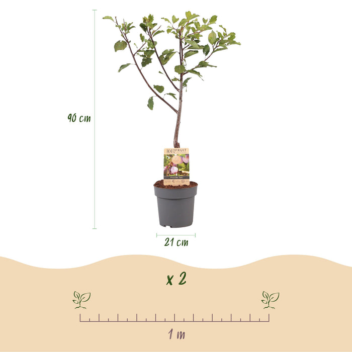 Green Boutiq - Prunus Domestica 'Opal' - Winterharde Pruimenboom met Zoete Paars - Rode Pruimen - 90 cm - Bivakshop