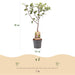Green Boutiq - Prunus Domestica 'Opal' - Winterharde Pruimenboom met Zoete Paars - Rode Pruimen - 90 cm - Bivakshop