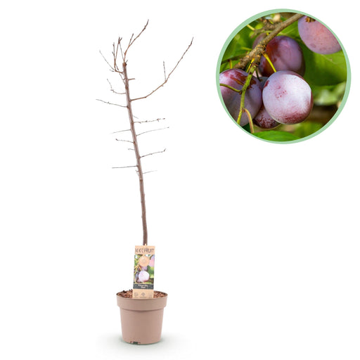 Green Boutiq - Prunus Domestica 'Opal' - Winterharde Pruimenboom met Zoete Paars - Rode Pruimen - 90 cm - Bivakshop