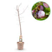 Green Boutiq - Prunus Domestica 'Opal' - Winterharde Pruimenboom met Zoete Paars - Rode Pruimen - 90 cm - Bivakshop