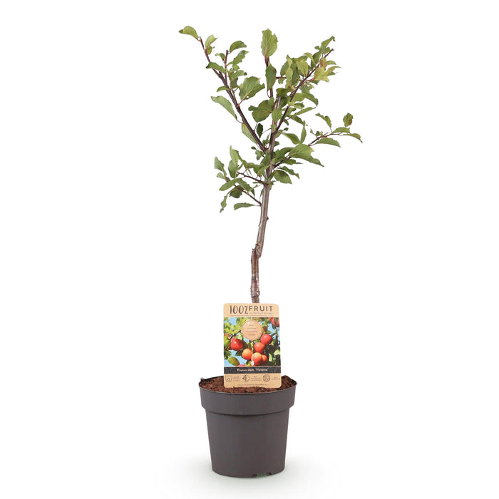 Green Boutiq - Prunus Domestica 'Victoria' - Winterharde Pruimenboom met Zoete Paarse Pruimen - 90 cm - Bivakshop