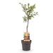 Green Boutiq - Prunus Domestica 'Victoria' - Winterharde Pruimenboom met Zoete Paarse Pruimen - 90 cm - Bivakshop
