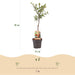 Green Boutiq - Prunus Domestica 'Victoria' - Winterharde Pruimenboom met Zoete Paarse Pruimen - 90 cm - Bivakshop