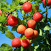 Green Boutiq - Prunus Domestica 'Victoria' - Winterharde Pruimenboom met Zoete Paarse Pruimen - 90 cm - Bivakshop