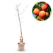 Green Boutiq - Prunus Domestica 'Victoria' - Winterharde Pruimenboom met Zoete Paarse Pruimen - 90 cm - Bivakshop