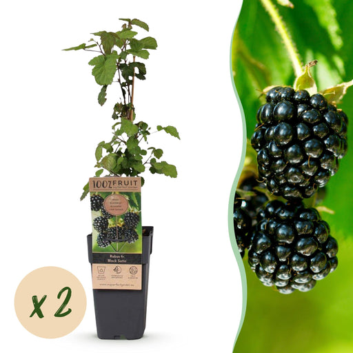 Green Boutiq - Rubus Fruticosus Black Satin - Braam - 2 Stuks - Ø 15 cm - 50 cm - Bivakshop