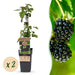 Green Boutiq - Rubus Fruticosus Black Satin - Braam - 2 Stuks - Ø 15 cm - 50 cm - Bivakshop