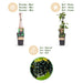 Green Boutiq - Rubus Fruticosus Black Satin - Braam - 2 Stuks - Ø 15 cm - 50 cm - Bivakshop