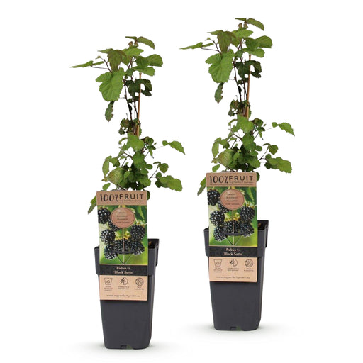Green Boutiq - Rubus Fruticosus Black Satin - Braam - 2 Stuks - Ø 15 cm - 50 cm - Bivakshop