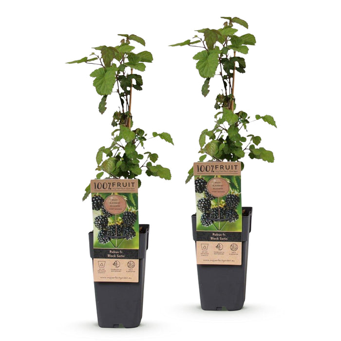 Green Boutiq - Rubus Fruticosus Black Satin - Braam - 2 Stuks - Ø 15 cm - 50 cm - Bivakshop