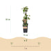 Green Boutiq - Rubus Fruticosus Black Satin - Braam - 2 Stuks - Ø 15 cm - 50 cm - Bivakshop