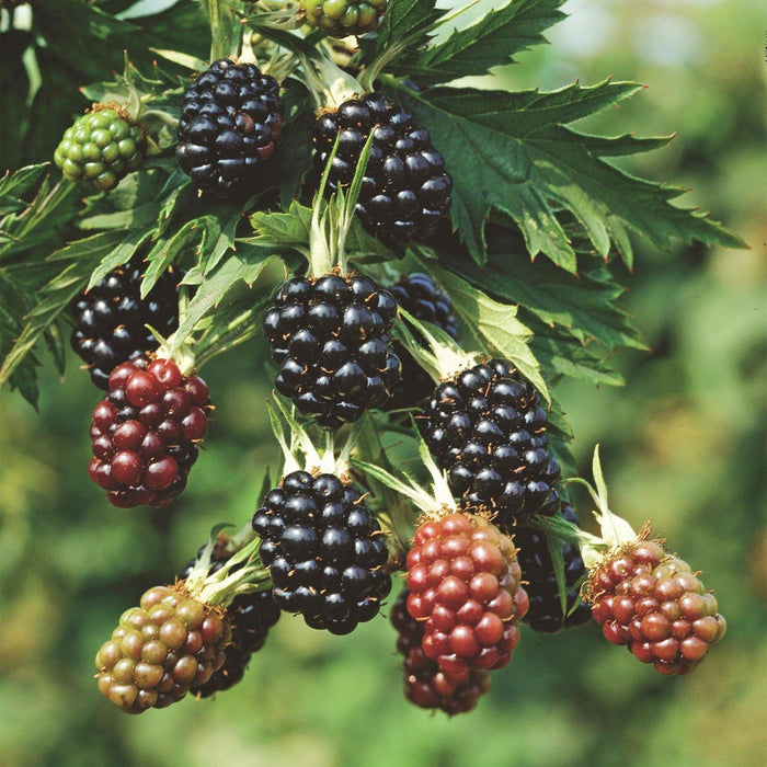 Green Boutiq - Rubus Fruticosus Thornless Evergreen - Braam - 2 Stuks - Ø 15 cm - 50 cm - Bivakshop
