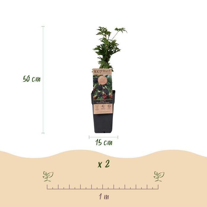 Green Boutiq - Rubus Fruticosus Thornless Evergreen - Braam - 2 Stuks - Ø 15 cm - 50 cm - Bivakshop