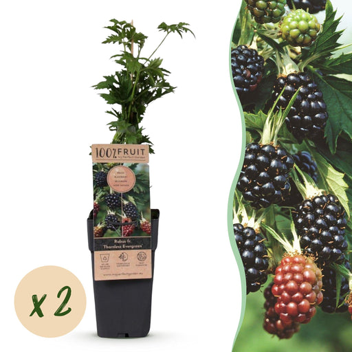 Green Boutiq - Rubus Fruticosus Thornless Evergreen - Braam - 2 Stuks - Ø 15 cm - 50 cm - Bivakshop
