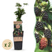 Green Boutiq - Rubus Fruticosus Thornless Evergreen - Braam - 2 Stuks - Ø 15 cm - 50 cm - Bivakshop