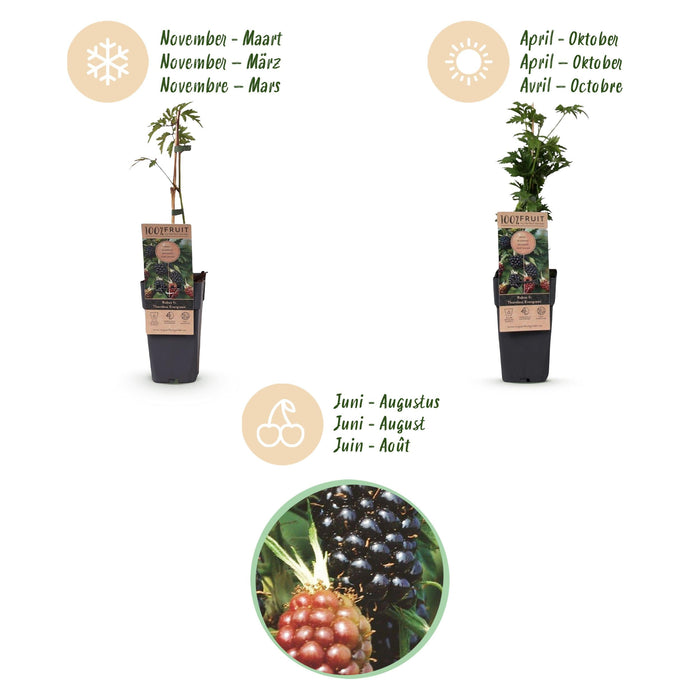 Green Boutiq - Rubus Fruticosus Thornless Evergreen - Braam - 2 Stuks - Ø 15 cm - 50 cm - Bivakshop