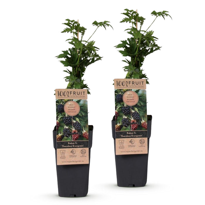 Green Boutiq - Rubus Fruticosus Thornless Evergreen - Braam - 2 Stuks - Ø 15 cm - 50 cm - Bivakshop