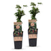 Green Boutiq - Rubus Fruticosus Thornless Evergreen - Braam - 2 Stuks - Ø 15 cm - 50 cm - Bivakshop