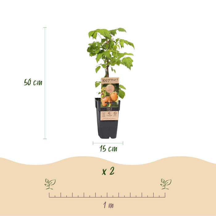 Green Boutiq - Rubus Idaeus Fallgold - Gele Framboos - 2 Stuks - Ø 15 cm - 50 cm - Bivakshop