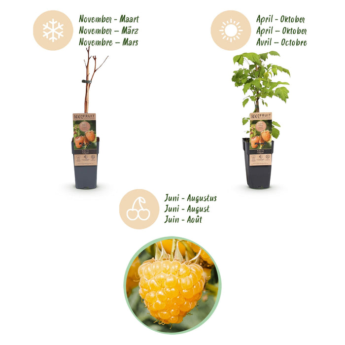 Green Boutiq - Rubus Idaeus Fallgold - Gele Framboos - 2 Stuks - Ø 15 cm - 50 cm - Bivakshop