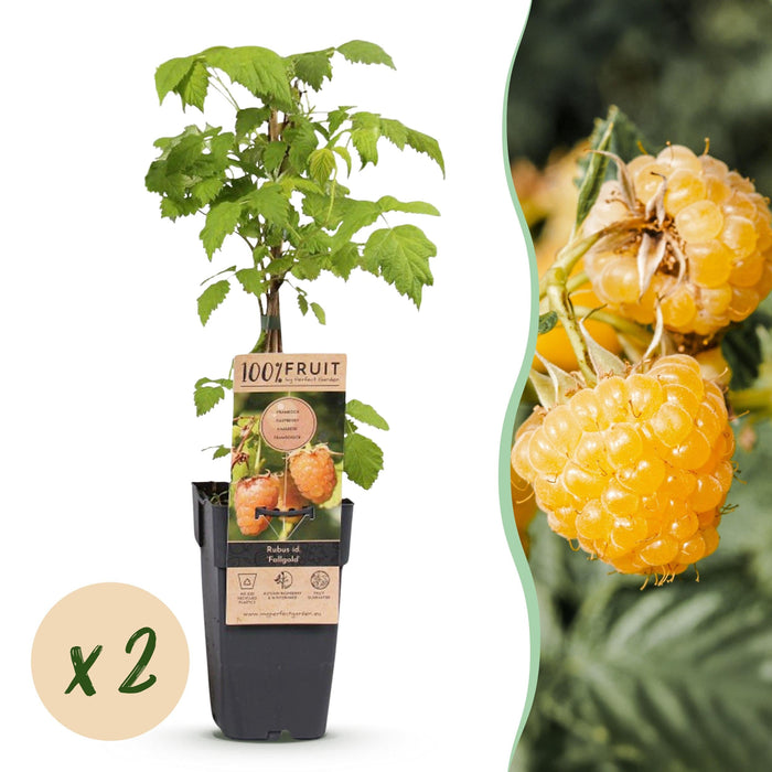 Green Boutiq - Rubus Idaeus Fallgold - Gele Framboos - 2 Stuks - Ø 15 cm - 50 cm - Bivakshop