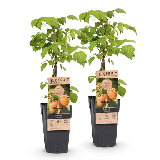 Green Boutiq - Rubus Idaeus Fallgold - Gele Framboos - 2 Stuks - Ø 15 cm - 50 cm - Bivakshop