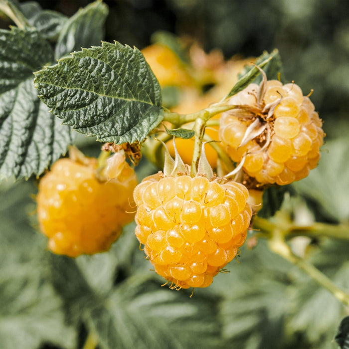 Green Boutiq - Rubus Idaeus Fallgold - Gele Framboos - 2 Stuks - Ø 15 cm - 50 cm - Bivakshop