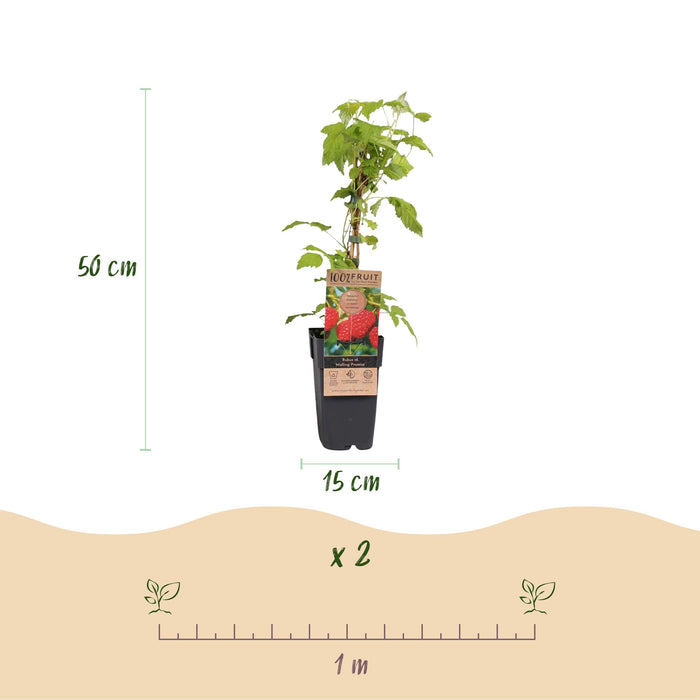 Green Boutiq - Rubus Idaeus Malling Promise - Framboos - 2 Stuks - Ø 15 cm - 50 cm - Bivakshop