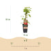 Green Boutiq - Rubus Idaeus Malling Promise - Framboos - 2 Stuks - Ø 15 cm - 50 cm - Bivakshop
