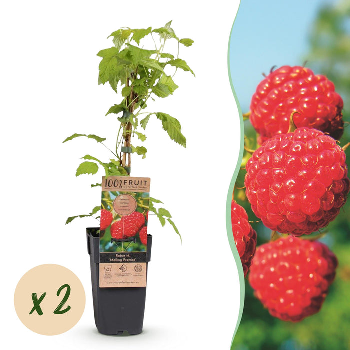 Green Boutiq - Rubus Idaeus Malling Promise - Framboos - 2 Stuks - Ø 15 cm - 50 cm - Bivakshop