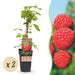 Green Boutiq - Rubus Idaeus Malling Promise - Framboos - 2 Stuks - Ø 15 cm - 50 cm - Bivakshop